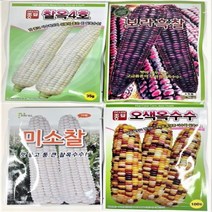찰옥수수 오색 보라흑찰 미소찰 찰옥4호 초당 옥수수 씨앗 종자, 보라흑찰옥수수 80립, 1개