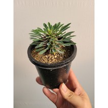 작은괴마옥 소품 다육이 10~25cm 44