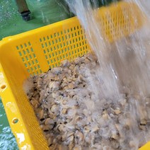 품질보증 완전해감 통영 생물 왕바지락살 500g 1kg 조개살, 1팩, 생물 왕바지락살 1kg