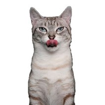 차량용 냉장고 미니 냉온장고 캠핑용 온장고 3Ratels CM29 사랑스러운 고양이 페르시아 Birman Bombay 영국, 05 CM29-5_01 15cm(5.9 inch)