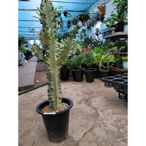 바닐라가든 인체스 선인장 키65~80cm 랜덤발송340