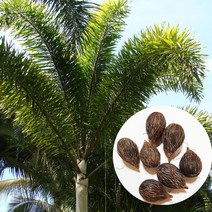 여우꼬리야자 씨앗 4립 상록 교목 정원 실내 식물 야자