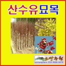 (G소망)산수유나무묘목(실생2년) 10그루, 1개