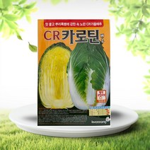 솔림텃밭몰 가을배추씨앗 500립 CR카로틴배추 김장배추 코팅씨앗