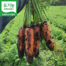 [유기농 산지직송]친환경 제주 흙당근 특 상 3kg 5kg 10kg, 1개