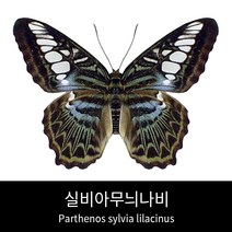 실비아무늬나비표본 Parthenos sylvia lilacinus