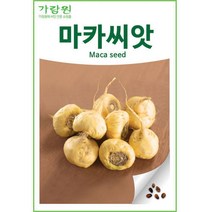 노랑 마카 씨앗 약초 종자 약용 씨 maca seed 100알
