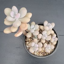 꽃다리 아메치스 36 다육식물 다육이 아이만배송, 1개