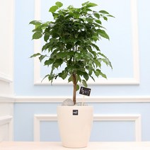 풀빛누리 키우기쉬운식물 실내공기정화식물 물구멍없는화분 실내화초, [중형.27] 녹보수