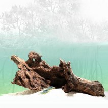 [바보사랑] 맹그로브 유목 20cm내외-어항용 자연소재 천연나무, 상세 설명 참조