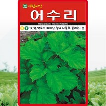 어수리 씨앗 어수리 씨 토종 약초 종자 50립, 1개