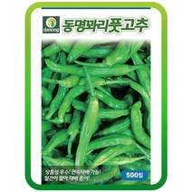 동명꽈리풋고추씨앗 50립 안매운꽈리 연속재배가능 주말농장 텃밭가꾸기 고추씨