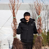 샤인머스켓 청포도나무 묘목 접목1년생 대목 18808 특대묘