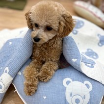 해피앤퍼피 강아지 이불 4중 요르거즈 천연면 블랭킷 이불 베개 사계절용 외출시 필수품 강아지집, 5.푸푸반달베게_블루