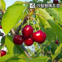 체리나무 자가수정 라핀 가림원예조경, 체리나무(라핀) R3cm 콜트대목 결실주, 1개