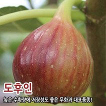 무화과 2년생 결실주 묘목