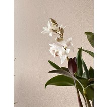 난 난초 화분 식물 생활 인테리어 석조 꽃받침 사무실 탁상 창틀 미니 플라워팟, 분지, A