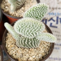 만세 선인장 핑크 그린 귀여운 아프리카 다육랜덤81-15, 단품, 1개