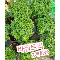 바질트리 2개묶음/잎을 따서 식용으로 유명한 허브식물