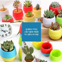 미니 컬러 원형 플라스틱 화분 소형 옐로우