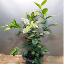 에덴농원 레몬나무(한목대) 중품 잎에서도 향이나는 아이에요