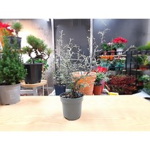 마오리 코로키아 중품