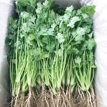 싱싱야채 싱싱한고수 300g, 1개
