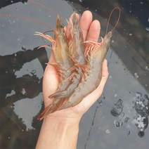 파도수산 산지직송 국내산 새우 1kg 급냉, 국내산 새우: 1kg 20~29미 내외, 1개
