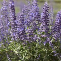 모종/ 러시안세이지 레이시블루 17cm화분 독일수입 SJ174, 1개