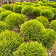 반송나무 묘목 5년생 소나무, 반송, 5년생 W 0.4~0.5, 1개