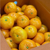 제주 햇 노지감귤 맛보장 노지감귤 5kg 10kg, 1통, 10kg(S M)
