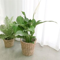 실내 공기 미세먼지 정화 식물 거실 화분 극락조 여인초 아레카야자 뱅갈고무나무 키우기 집들이, 홍콩야자