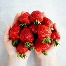 당일수확 고당도 프리미엄 고령 설향 딸기, 1팩 800g 내외 (35구 내외)