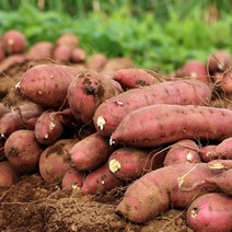 [산지직송상품][무료배송] 더맑음 충남 당진 꿀 하루까 밤고구마&호박고구마 10kg, 세척 하루까고구마 10kg 중상사이즈, 세척 하루까고구마 10kg 중사이즈