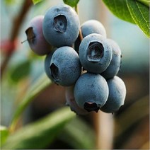 착한가격 나무생각/블루베리(챈티클리어/6~7년생/결실주, 주