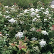 조팝_더블플레이 블루카주 PW포트 / 정원수 / 꽃나무 / 조팝나무 / 조경수 / 봄꽃 / 조경수묘목 / 관상수 /흰꽃 / 꽃보러가자