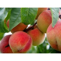 DR복숭아나무 복숭아(백도) 경봉 접목1년 특묘