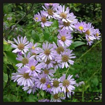 (나무농장) 야생화 벌개미취 포트 ( 5주묶음 )