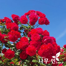 [나무인] [특가상품] 사계덩굴장미 줄장미(스칼렛품종) 망포트 5그루