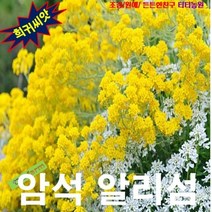 (씨앗) 노지월동 암석알리섬 (바위냉이) 25립, 상세페이지 참조