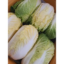 국내산 고냉지 아삭 알배기배추 쌈배추 2통 4통 12통 (김치 쌈용), 2통(1kg내외)