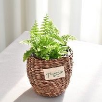 실내공기정화식물 율마 아레카야자 스킨답서스 산세베리아 테이블야자 유칼립투스 이레카야자 페페 스투키 몬스테라, (식물만), 10.보스턴고사리