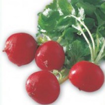 야채 빨간 적환 20일 무 무우 채소 종자 씨앗 1000립 종자판매 95043EA, 본상품선택