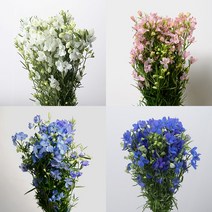 미니델피늄 한단 (색상선택), 03 하늘