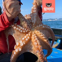 [산소포장] 프리미엄 통영 돌문어 1kg -활 문어 손질 돌문어 자숙 돌문어 제수용 문어, [산소포장] 활문어 1.3kg 1미