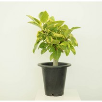 파워플랜트 뱅갈고무나무 소/중/대 키우기쉬운 인테리어식물 실내공기정화 화분 실내관엽식물, 뱅갈 고무나무 소