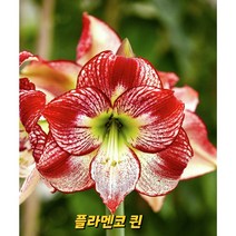 아마릴리스 구근(플라멘코 퀸)대형구