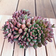 핑클루비 중품 예쁜다육 랜덤발송1-50, 단품