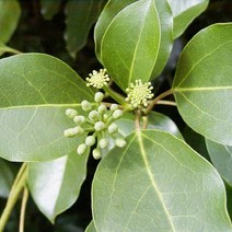 묘목/황칠나무 실생 3년 포트재배묘/2주 KJ543