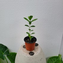 실내공기정화식물 외목대 구아바나무 과실수 소품 15-30cm 49